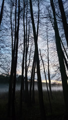 Wald und See im Nebel