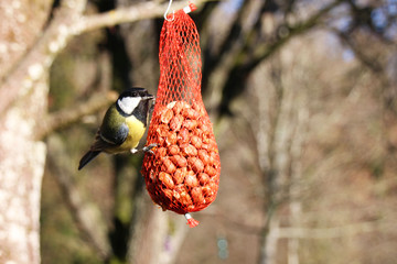 Blue tit Bird