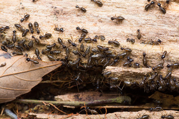 Hospitalitermes Species of Termites on a rotten wooden log