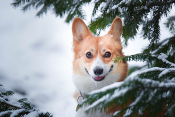 Welsh corgi pembroke friendly dog in winter scenario sorrounded by pines and snow