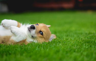 Little cute welsh corgi pembroke puppy on green grass in the garden looking at the camera
