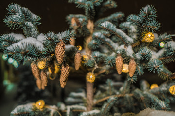 Close up of a pine cone or fir cone in a conifer tree at a Christmas tree farm with a garland of lights