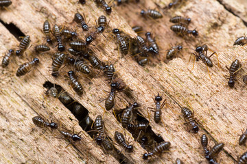 Hospitalitermes Species of Termites on a rotten wooden log
