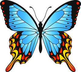 Multicolored butterfly