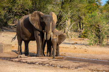 Elephants family with cute baby