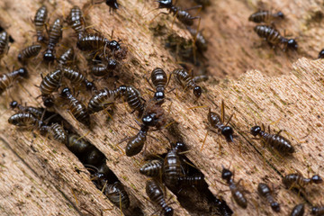 Hospitalitermes Species of Termites on a rotten wooden log