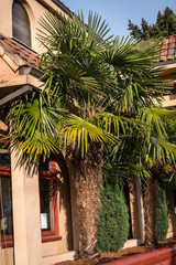 Fototapeta na wymiar Palm Trees in Portland