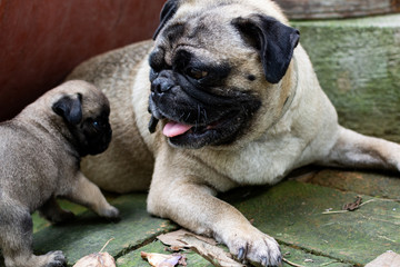 Obraz premium pug