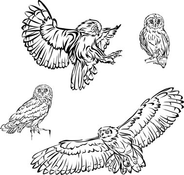 owl, bird, image, graphics, black, illustration, design, symbol, isolated, drawing, art