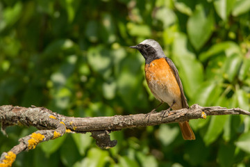 Common Redstart / Phoenicurus phoenicurus