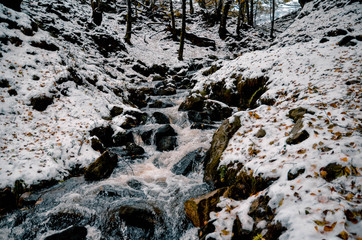Nice snowy forest