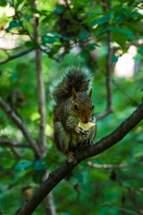 Squirrel eating on big branch in Central Park in New York.