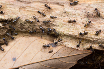 Hospitalitermes Species of Termites on a rotten wooden log