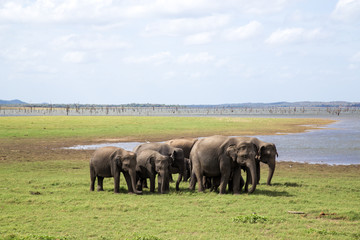 Herd of elephants in Kaudulla National Park, Sri Lanka