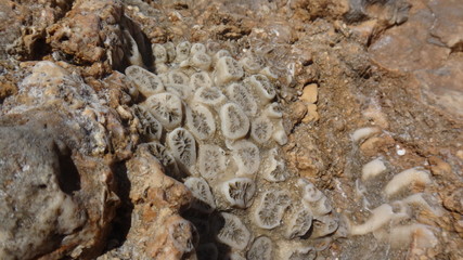 Koralowce, skamieliny, rafa, Egipt, © Artur