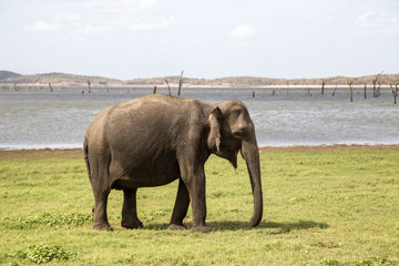 Fototapeta na wymiar Elephant in Kaudulla National Park, Sri Lanka