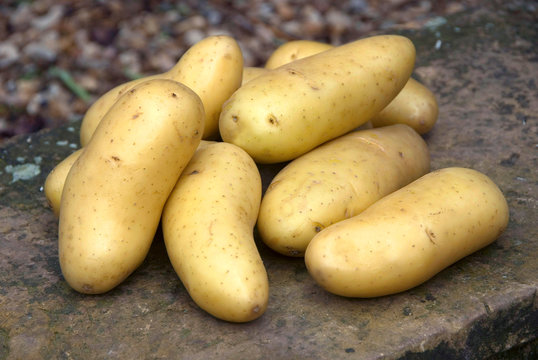 Solanum tuberosum - Amandine potato