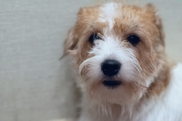 Jack Russell Terrier face closeup 