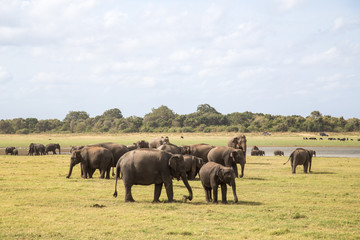 Fototapeta na wymiar Herd of elephants in Kaudulla National Park, Sri Lanka