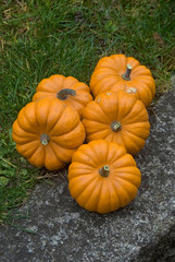 Cucurbita pepo - Squash