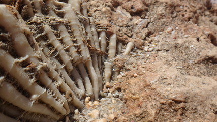 Koralowce, skamieliny, rafa, Egipt,
