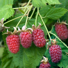 Raspberry