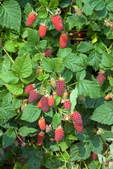 Raspberry