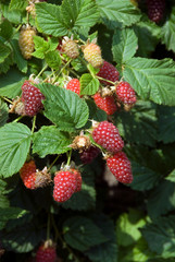 Raspberry