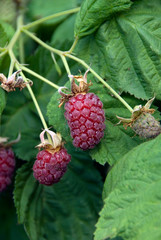 Raspberry