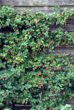 Rubus - Tayberry