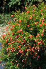 Pomegranate