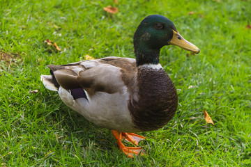 Duck