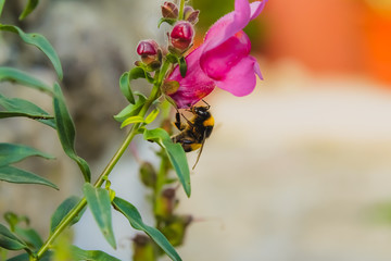 Bee on flower