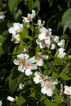 Philadelphus `Belle Etoile'