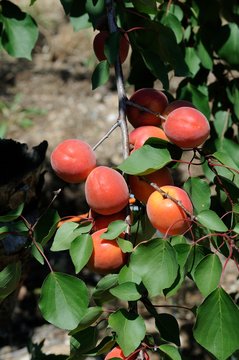 Red Apricot