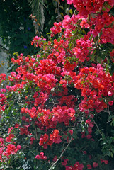 Bougainvillea