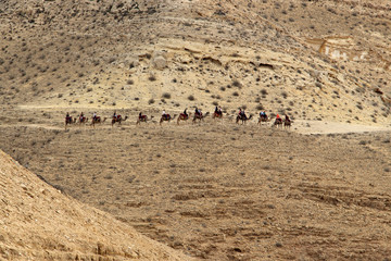 Fototapeta na wymiar Group of Travelers Rid on Camels in a Desert