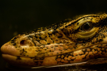 ミズオオトカゲ