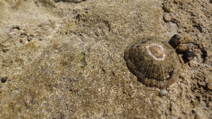 Koralowce, skamieliny, rafa, Egipt, © Artur