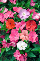 Impatiens