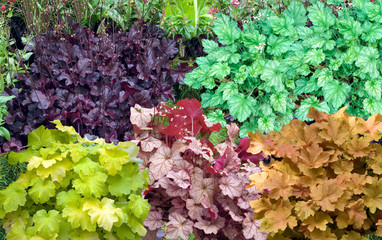 Heuchera