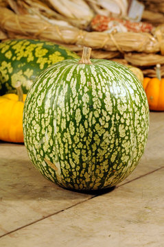 Cucurbita ficifolia - Figleaf squash