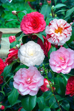 Camellia Japonica