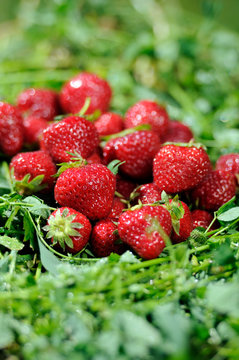 Strawberry Manille