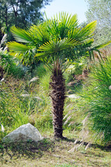 Chinese windmill palm