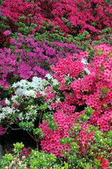 Azalea Japonica