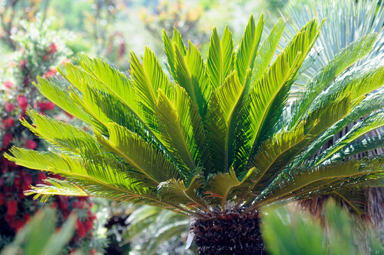 Cycas revoluta - Sago palm