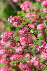 Naklejka premium Ribes Sanguineum