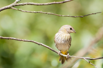 The young Saffron Finch, Sicalis flaveola (here canário-da-terra-verdadeiro). Minas Gerais interior, Brazil.