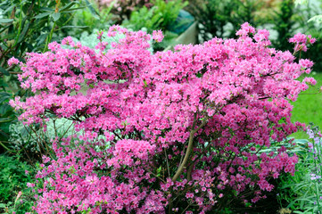 Azalea Japonica - rhododenron azaleastrum tsutsusi